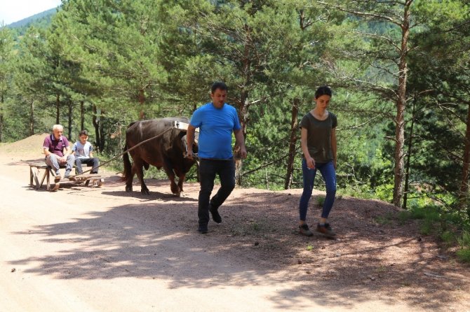 Artvin’de Boğalar Kafkasör Festivali Öncesi Kampa Girdi