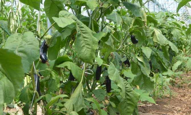 Genç Çiftçi Başardı