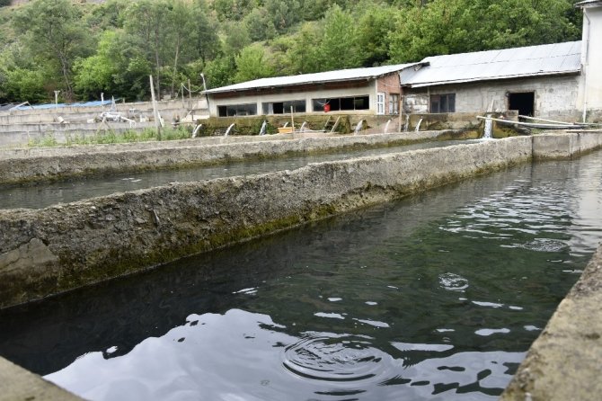 Kilometrelerce Uzaktan Çağıran Tat: Alabalık