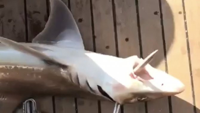 Antalya’da 2 Metre Boyunda Köpek Balığı Yakalandı