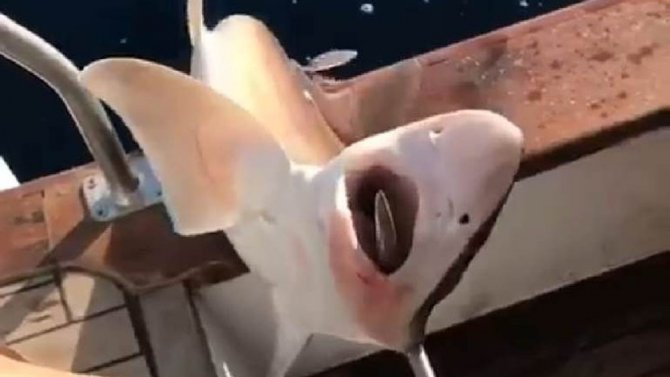 Antalya’da 2 Metre Boyunda Köpek Balığı Yakalandı