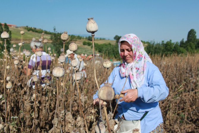 Amasya’da Haşhaş Hasadı Başladı
