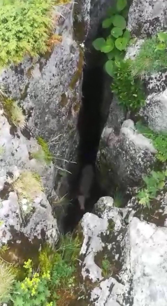 Mağaraya Düşen İneği Kurtarmak İçin Mahalle Halkı İşte Böyle Seferber Oldu