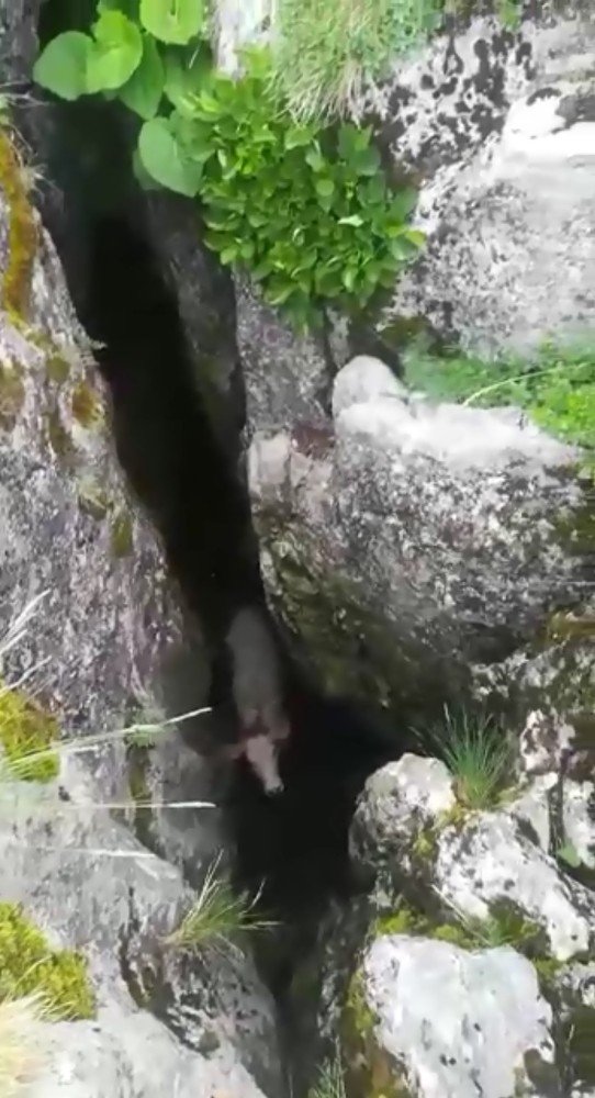 Mağaraya Düşen İneği Kurtarmak İçin Mahalle Halkı İşte Böyle Seferber Oldu