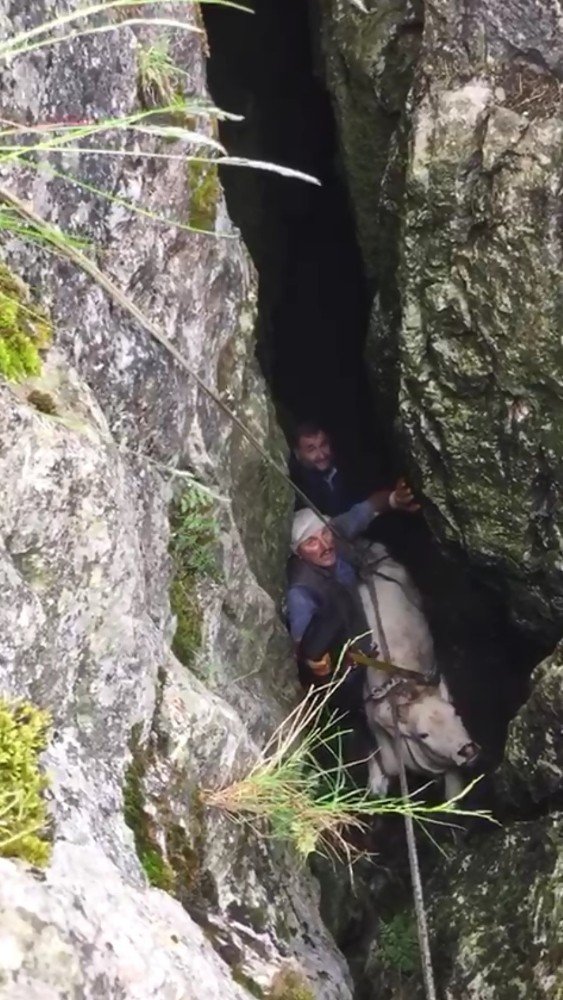 Mağaraya Düşen İneği Kurtarmak İçin Mahalle Halkı İşte Böyle Seferber Oldu