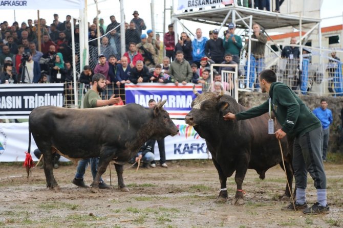 Kafkasör Arenada Boğa Güreşleri Nefes Kesti