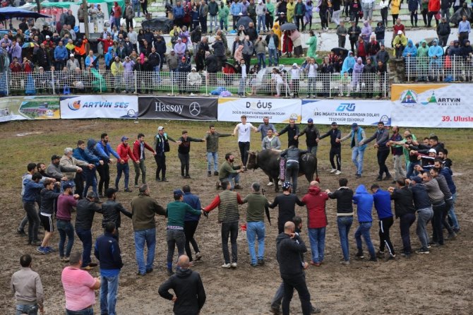 Kafkasör Arenada Boğa Güreşleri Nefes Kesti