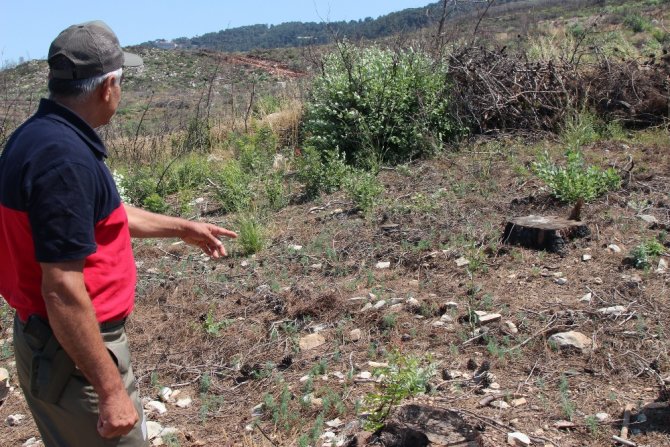 Soğukoluk Yaylası’nın Eski Haline Gelmesi 50 Yıl Sürecek