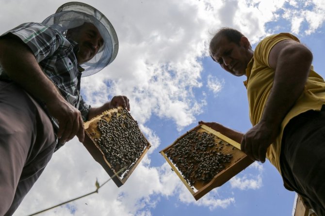 Gümüşhane Kafkas Ana Arı Üretim Üssü Olma Yolunda İlerliyor