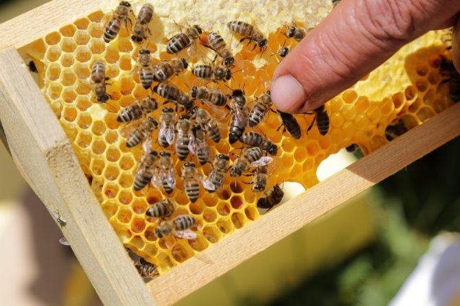 Gümüşhane Kafkas Ana Arı Üretim Üssü Olma Yolunda İlerliyor