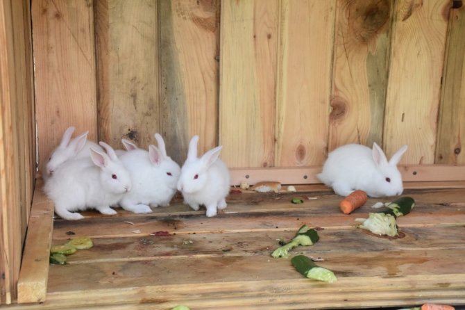 “Doğada Öğreniyorum” Kampları Artvin’de Başladı