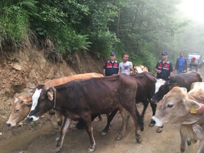 Gümüşhane’de Çalınan Büyükbaş Hayvanlar Trabzon’da Bulundu