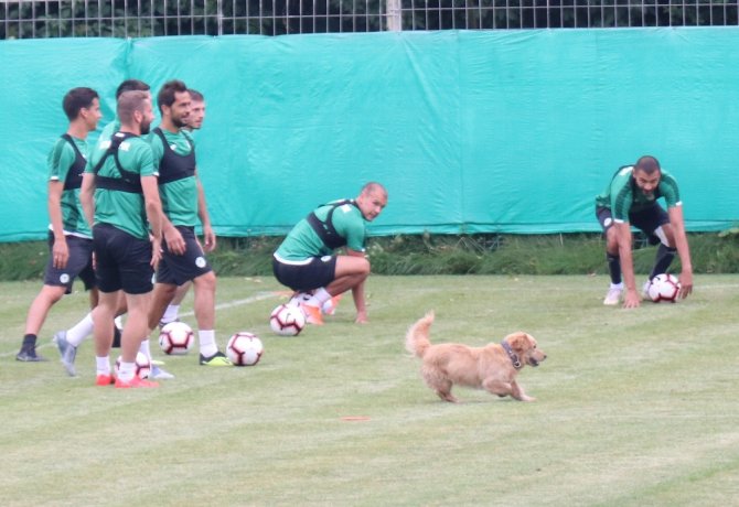 Konyaspor Antrenmanına Davetsiz Misafir