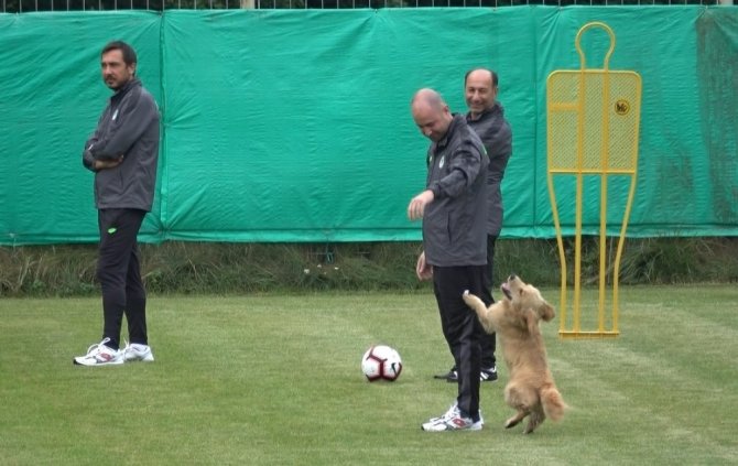 Konyaspor Antrenmanına Davetsiz Misafir