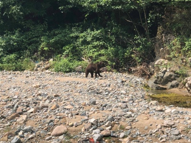 Serinlemek İçin Dereye İnen Ayı Korkuttu