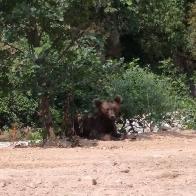 Serinlemek İçin Dereye İnen Ayı Korkuttu