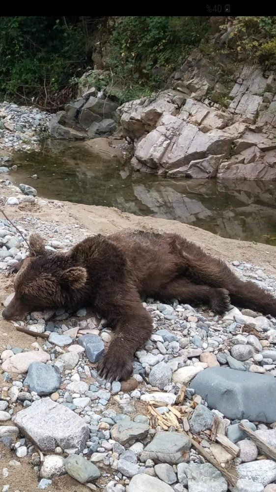 Dere Kenarına İnen Ayının Bu Kez Cansız Bedeni Bulundu