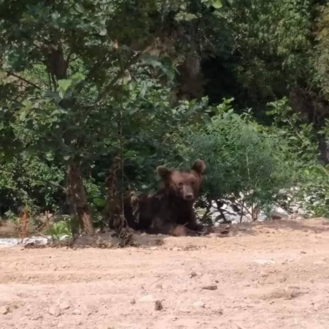 Dere Kenarına İnen Ayının Bu Kez Cansız Bedeni Bulundu