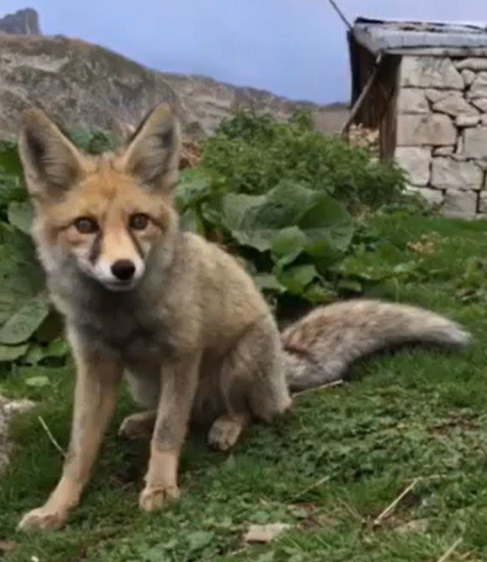 Yaban Hayatı Uzmanı Prof. Dr. Başkaya: “Tilki Popülasyonu Azaldı Deniyor Ama Türkiye’de Dünyanın Her Ülkesinden Daha Fazla Var”