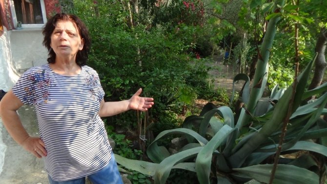 Ekildiği Tarihten 46 Yıl Sonra Çiçek Açtı