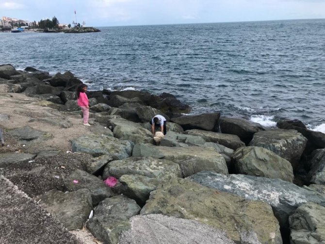 Kayalıklara Sıkışan Köpeği Sahilden Geçen Bir Genç Kurtardı