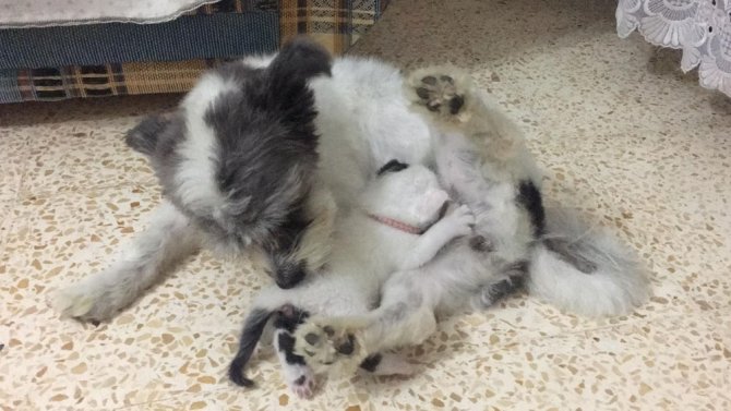 Annesiz Kalan Yavru Kediye Köpek Annelik Yapıyor