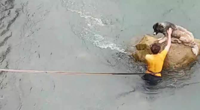 Harşit Çayı İçindeki Kayada Mahsur Kalan Köpeği Vatandaşlar Böyle Kurtardı