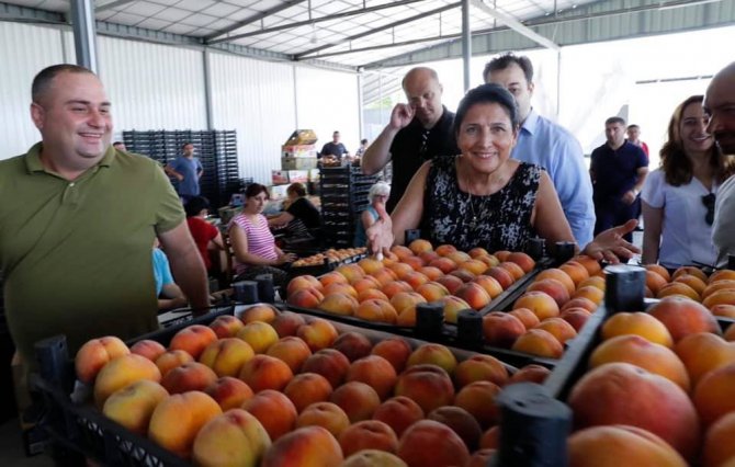Gürcistan Devlet Başkanı Şeftali Topladı