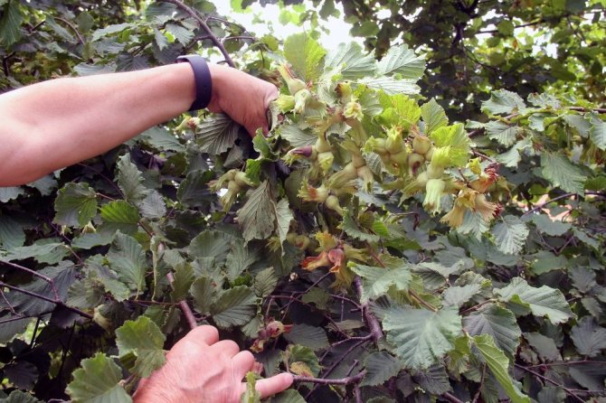 Fındık Üreticisine Hasat Uyarısı