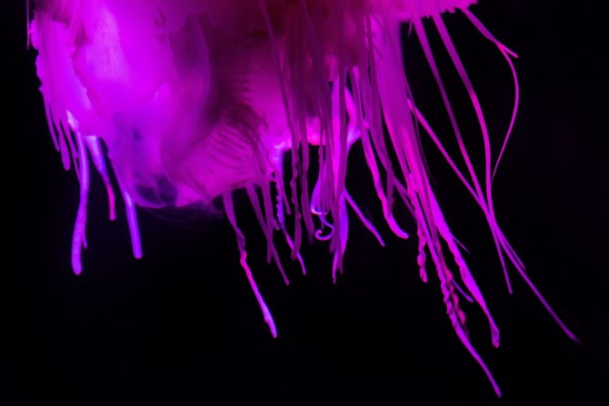 Güney Afrika’da Pembe Denizanası Görüldü