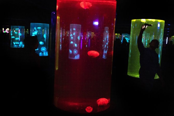 Güney Afrika’da Pembe Denizanası Görüldü