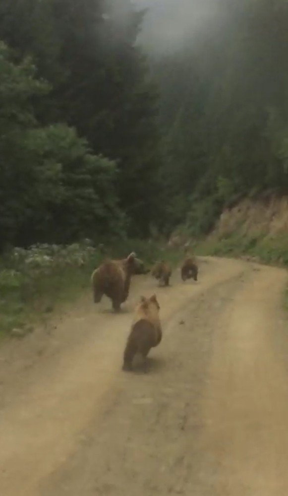 Yayla Dönüşü Önlerine Çıkan Ayı Ailesini Görünce Şaşkınlık Yaşadılar