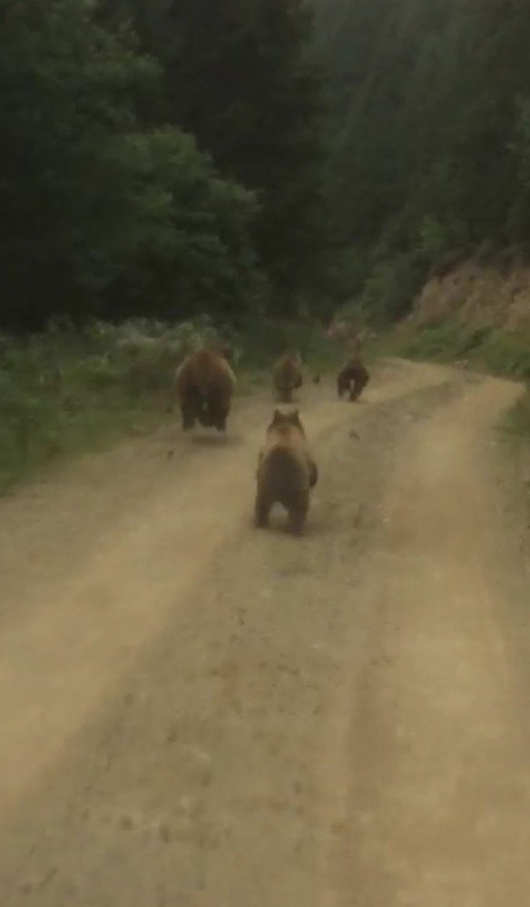 Yayla Dönüşü Önlerine Çıkan Ayı Ailesini Görünce Şaşkınlık Yaşadılar