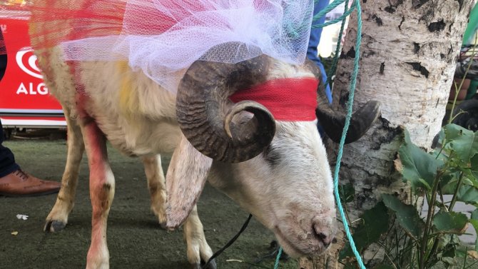 Kars’ta Gelin Adayına "Süslü Koç Gönderme Geleneği" Sürüyor