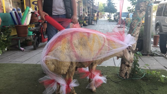 Kars’ta Gelin Adayına "Süslü Koç Gönderme Geleneği" Sürüyor