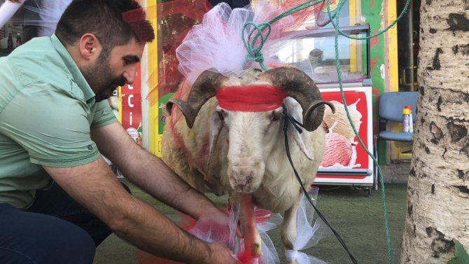 Kars’ta Gelin Adayına "Süslü Koç Gönderme Geleneği" Sürüyor