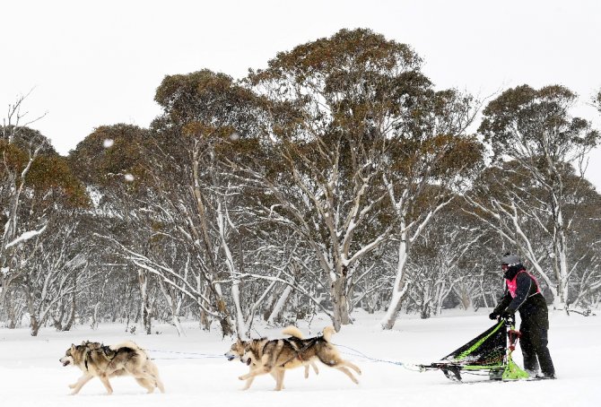 Avustralya’da 29. Köpek Kızak Yarışları