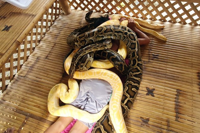 Filipinler’de Turistlere Yılan Masajı