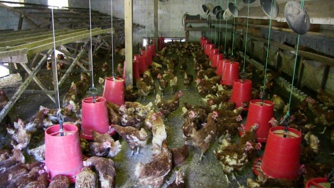 Polislikten Emekli Olununca Organik Tavuk Çiftliği Kurdu