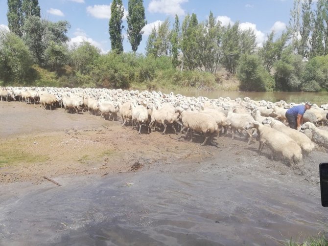 Asırlardır Yaşatılan Gelenek: Yüzlerce Koyun Dereden Geçirildi