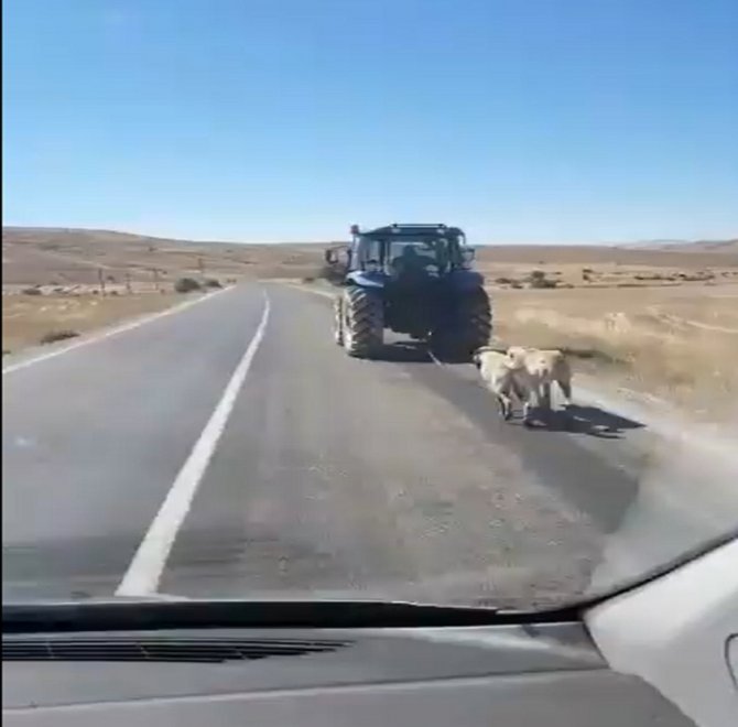 İki Köpeği Traktör Arkasına Bağlayarak Sürükledi