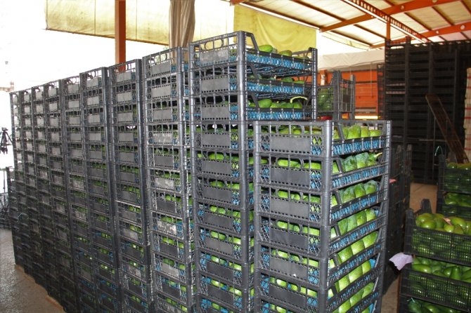 Alanya’dan Ukrayna’ya 3.5 Ton Avokado İhracatı