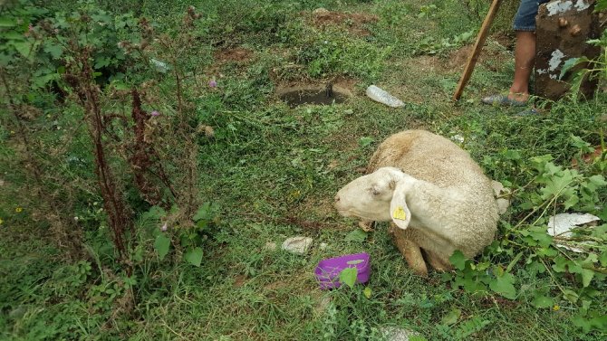 Kaçan Kurbanlık Koyun 9 Gün Sonra Bulundu