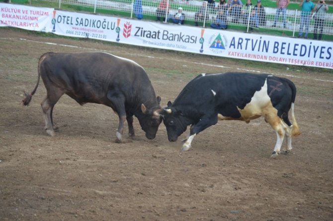 Boğaların, Türkiye Şampiyonluğu İçin Kıyasıya Mücadelesi