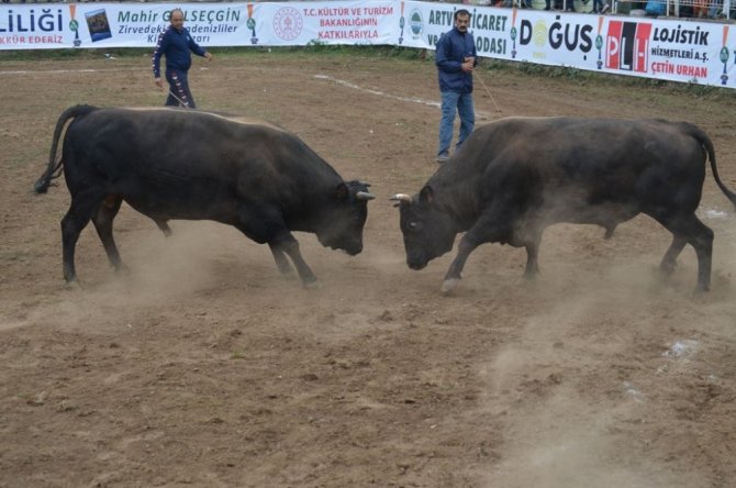 Boğaların, Türkiye Şampiyonluğu İçin Kıyasıya Mücadelesi