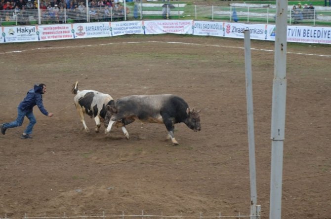 Boğaların, Türkiye Şampiyonluğu İçin Kıyasıya Mücadelesi