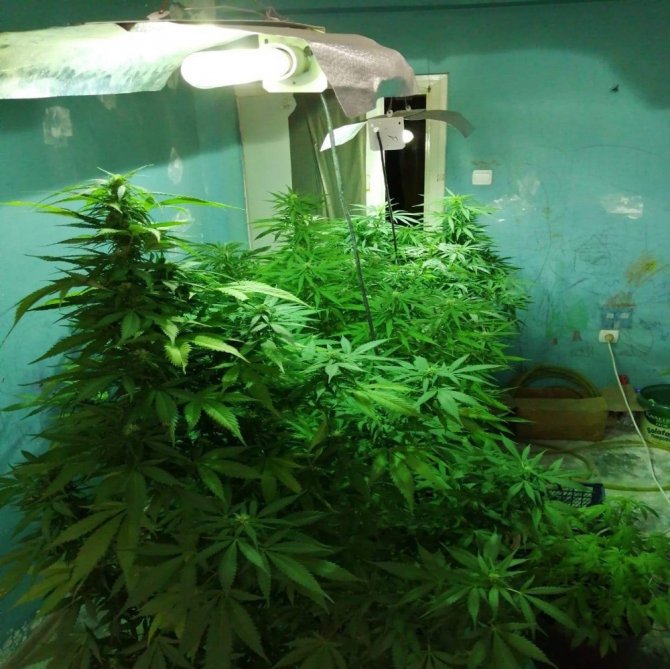 Uyuşturucu İçin Kurulan Sistem Polisi Bile Şaşırttı