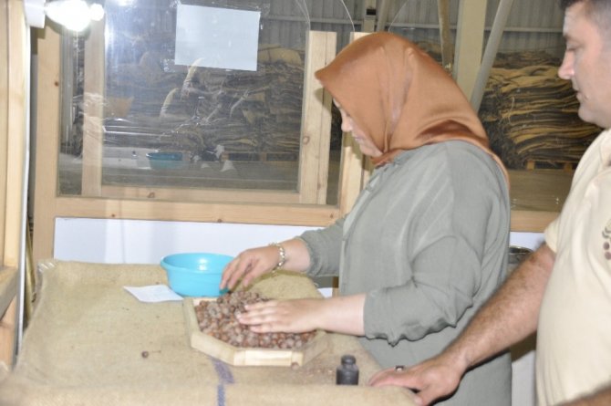 Fındık ‘Turfanda’ Dönemine Girdi, 1 Lira Geriledi