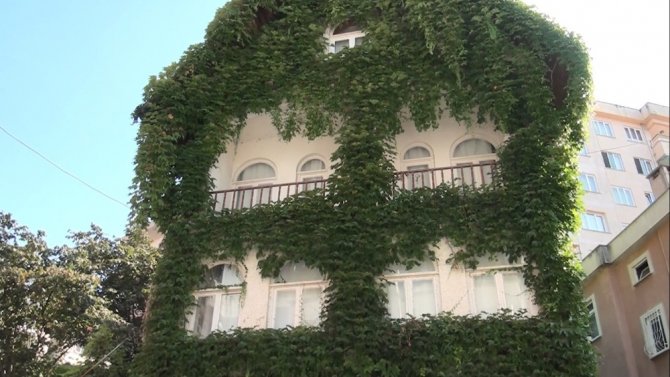 4 Katlı Bina Sarmaşıkla Kaplanınca Bir Anda İlgi Odağı Haline Geldi