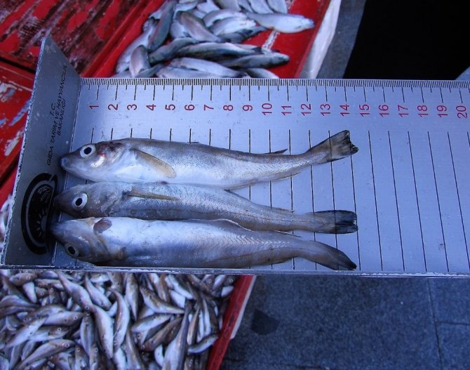 Balıkçılara Sıkı Denetim